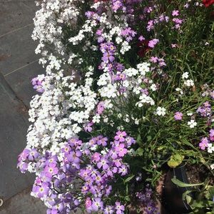 Meet your Posher, Suzette